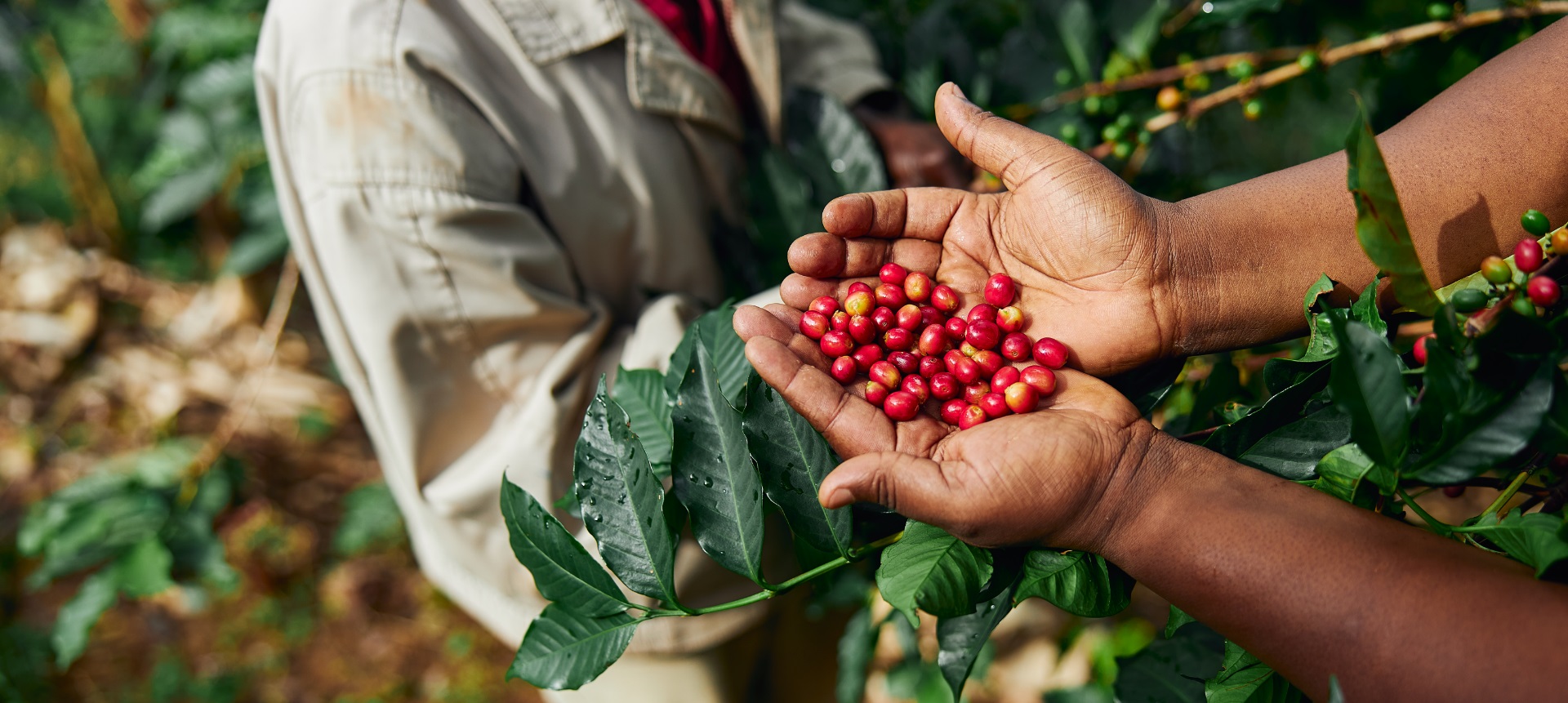 Gevalia person som håller kaffebönor kaffeväxt i kaffeplantage